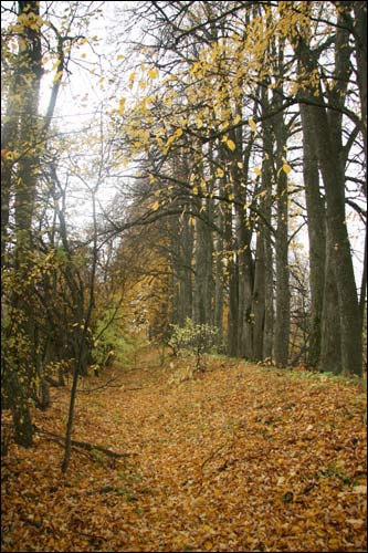  - Park dworski Rdułtowskich. W parku