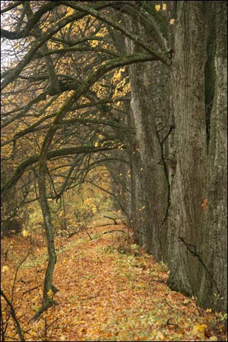  - Park dworski Rdułtowskich. W parku