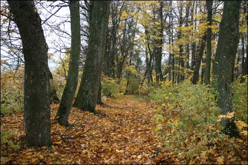  - Park dworski Rdułtowskich. Aleja w parku