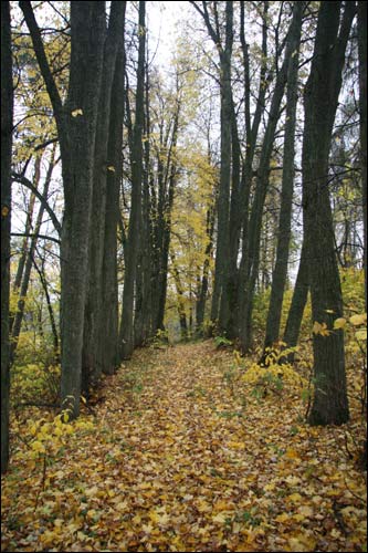  - Park dworski Rdułtowskich. Aleja w parku