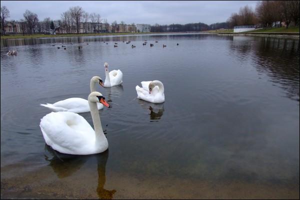  - Вуліцы гораду . 