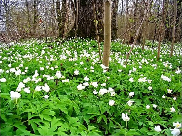  - Вуліцы гораду . 