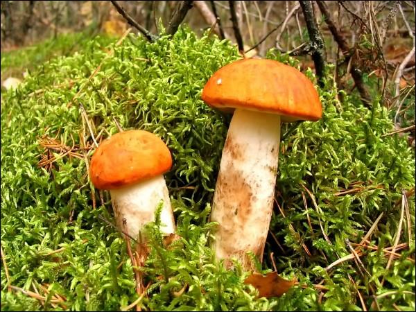  - Вуліцы гораду . 