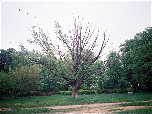  - Manor park . 