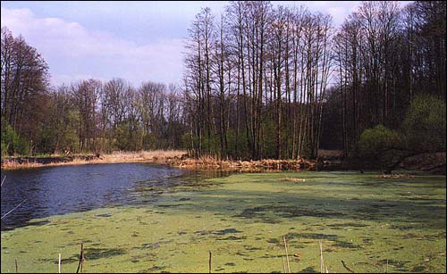 Dziewiątkowicze Nowe. Zespół pałacowo-parkowy Śliźniów