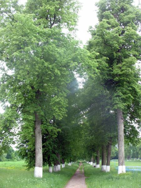 Iŭie. Manor park 