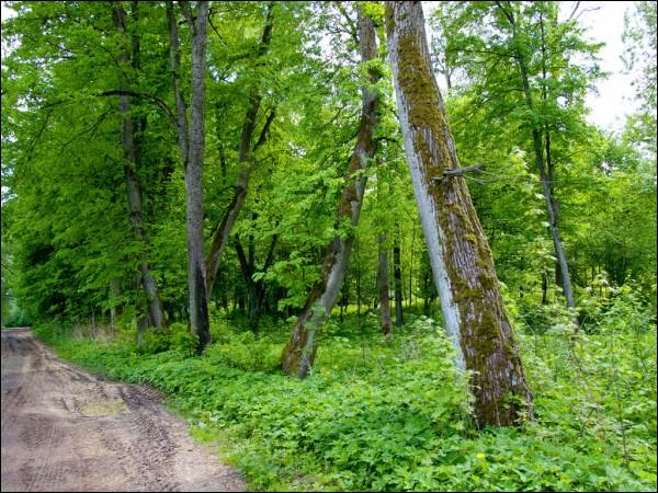 Ляцк (Еўлашы). Прысядзібны парк 