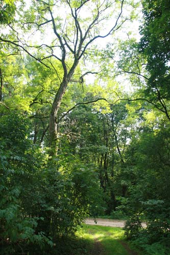 Derewiańczyce (Brakowo). Park dworski Ordów