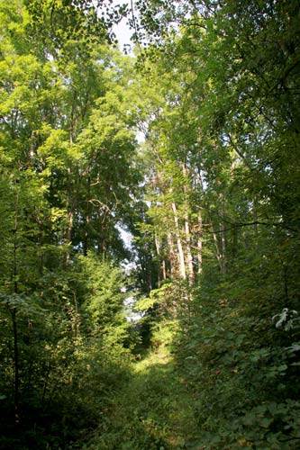 Derewiańczyce (Brakowo). Park dworski Ordów