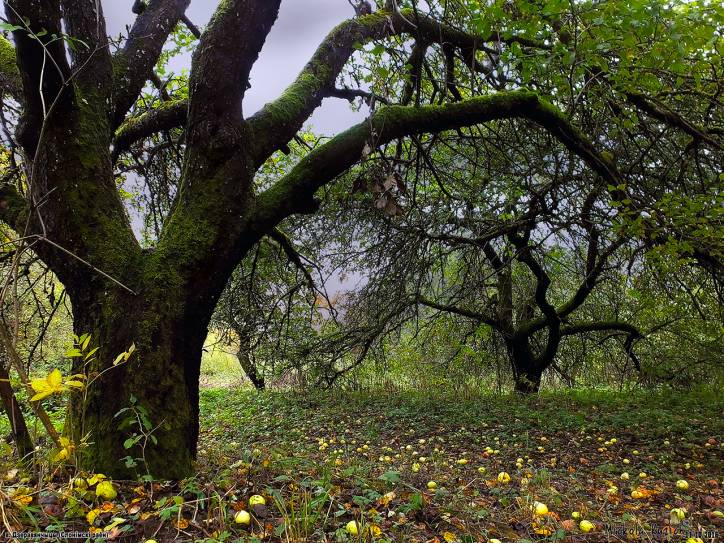 Derewiańczyce (Brakowo). Park dworski Ordów