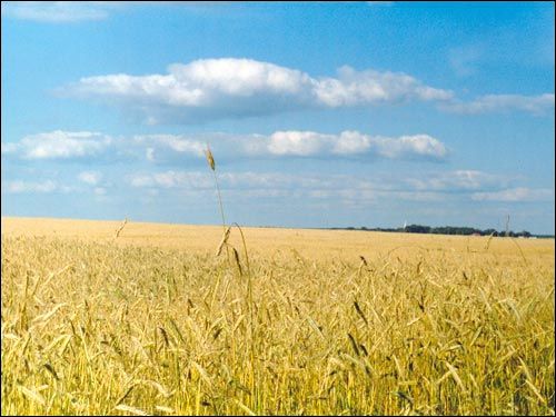 Subotniki. Landscapes 