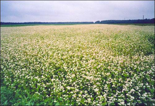 Subotniki. Landscapes 
