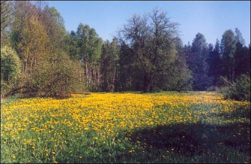 Subotniki. Landscapes 