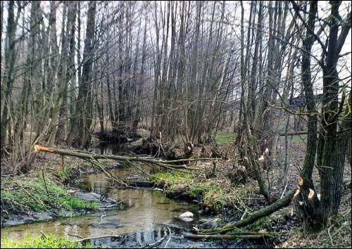 Subotniki. Landscapes 