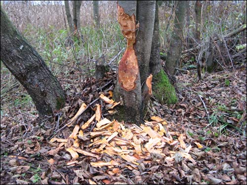 Subotniki. Landscapes 