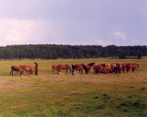 Subotniki. Landscapes 