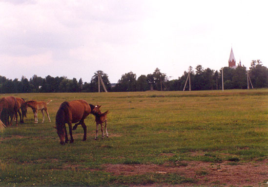 Subotniki. Landscapes 