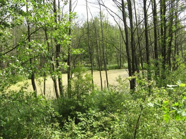 Subotniki. Landscapes 