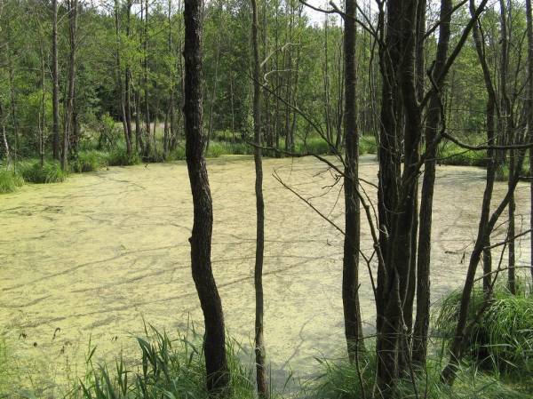 Subotniki. Landscapes 