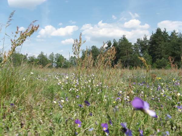 Subotniki. Landscapes 