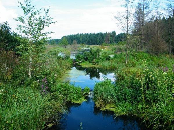 Subotniki. Landscapes 