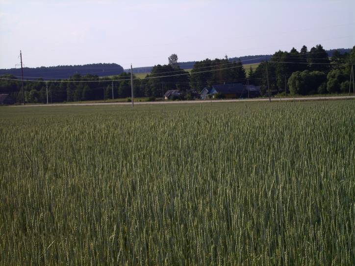Subotniki. Landscapes 