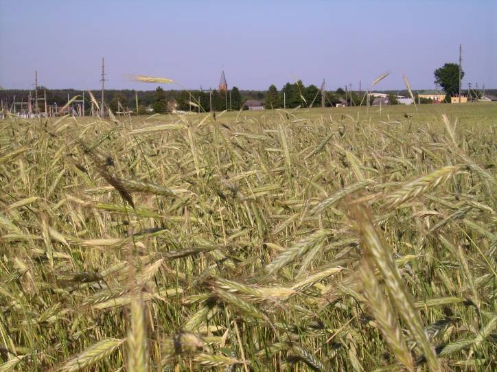 Subotniki. Landscapes 