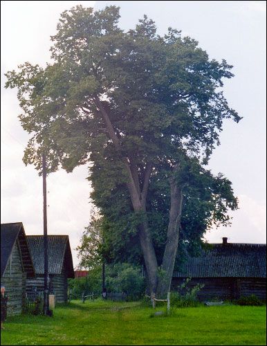 Narbuty. In the village 