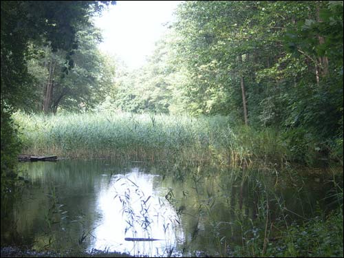  - Zespół dworsko-parkowy . Sadzawka w parku, 2008 r