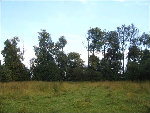  - Zespół dworsko-parkowy . Pozostałości parku, 2008 r