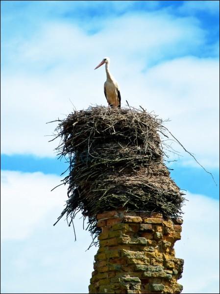  -  Мемарыяльная калона. 
