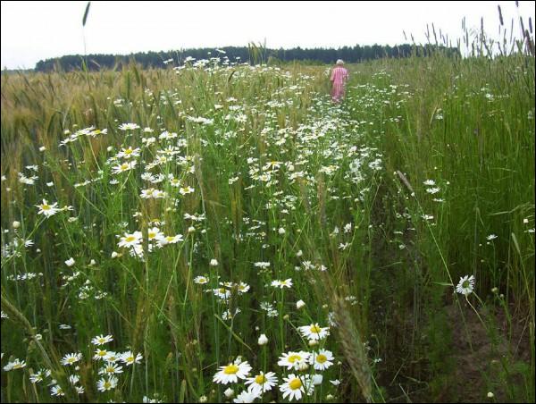  - Krajobrazy . Margerytki koło Kuprelowej Kudry. 29 czerwca 2009.