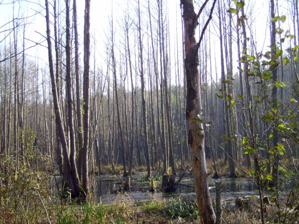  - Krajobrazy . Łytupka we władaniu przyrody i bobrów.