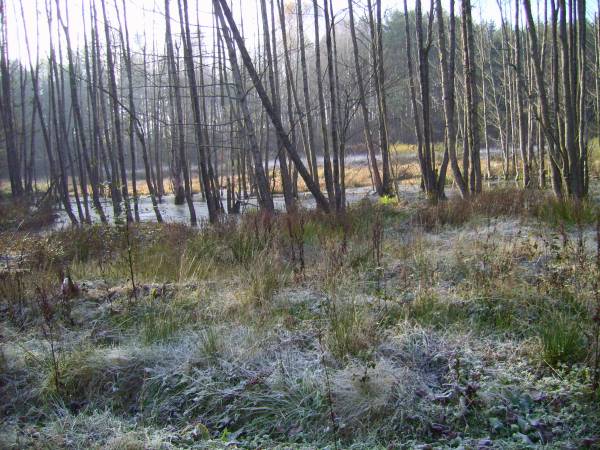  - Krajobrazy . Poranna szadź nad  Lyntupką.