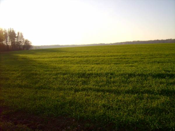  - Krajobrazy . Kolonia sobotnicka koło Dowgiałowszczyzny.