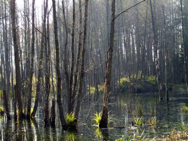  - Krajobrazy . Żeremie na Łyntupce