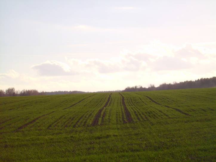  - Krajobrazy . Okolice wioski Dowgiałowszczyzna od strony kolonii sobotnickiej.