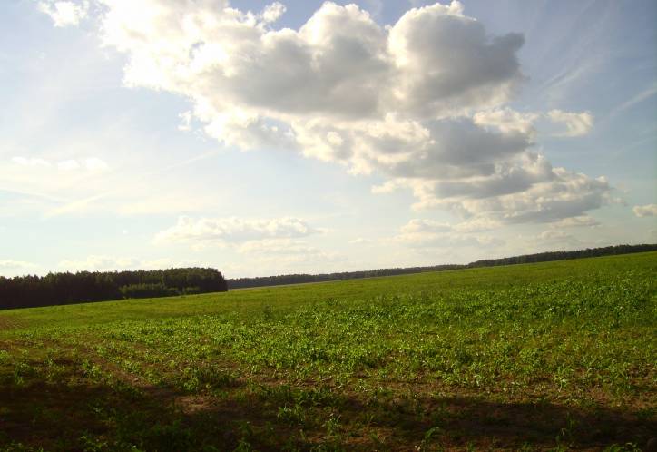  - Krajobrazy . Kołchozowe pole na kolonii sobotnickiej koło Dowgiałowszczyzny.