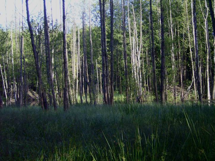  - Krajobrazy . Żeremia bobrowe na Łyntupce. Jako dziecko pamiętam rzeczkę tak wąską, że mogłem ją przeskoczyć odbijając się z miejsca dwoma nogami. Kilkanaście lat temu Łyntupka została poprzecinana bobrowymi tamami i rozlała się szeroko. Wieś na Grodzieńszczyźnie wymiera, a przyroda obejmuje te miejsca na powrót w swoje władanie. 