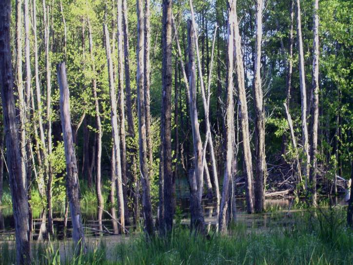  - Krajobrazy . Żeremie bobrowe na Łyntupce.