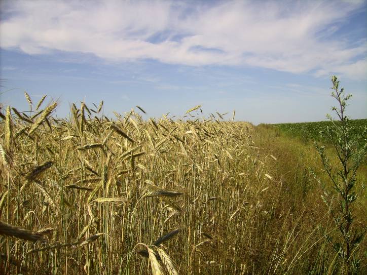  - Krajobrazy . Kolonia sobotnicka koło Dowgiałowszczyzny. Tutaj, przed wojną, było pole moich dziadków - Jana i Wiktorii Kononowiczów. 