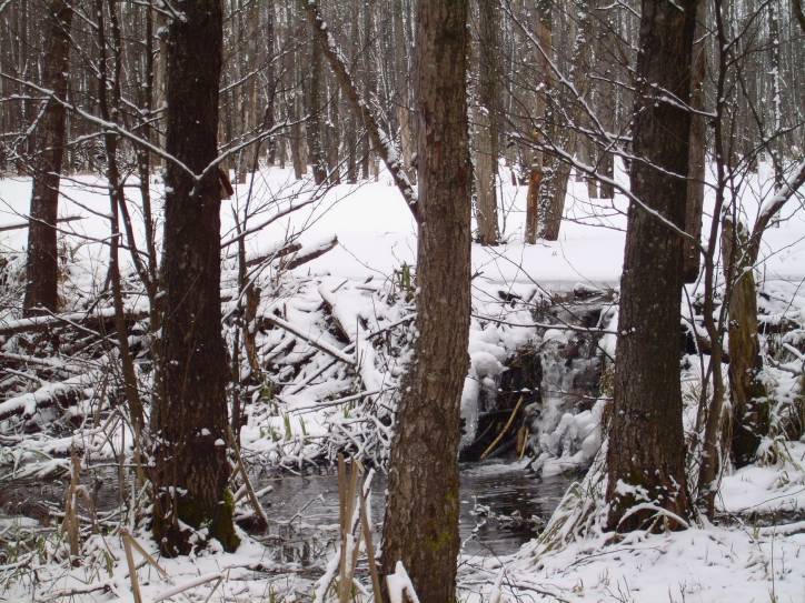  - Krajobrazy . Przymarznięta Łyntupka i bobrowa tama. Brawo bobry! Kocham was bardzo! 