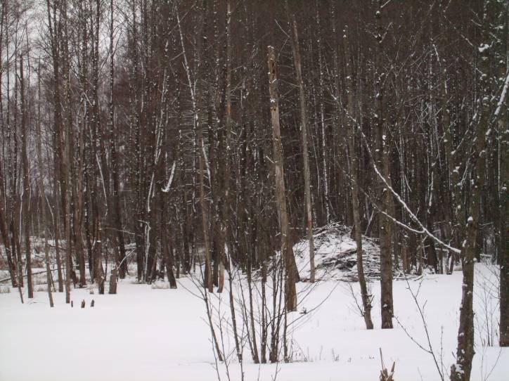  - Krajobrazy . Stare żeremie bobrowe na Łyntupce blisko chaty dziadków Kononowiczów. Kocham was bardzo zwierzaki!