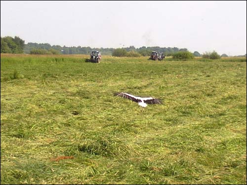 Bychaŭ. Landscapes 