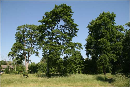  - Manor of Żyliński. 