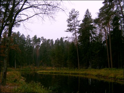 Павлиново. Пейзажи 