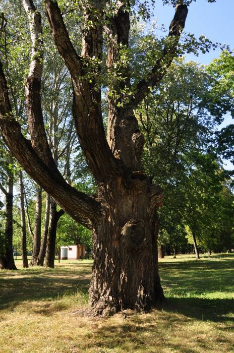 Szkłów. Park dworski przy dawnym majątku Zabramne