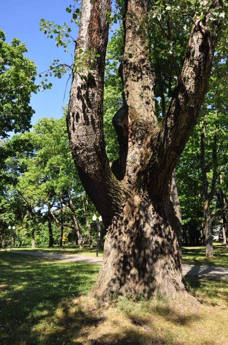 Szkłów. Park dworski przy dawnym majątku Zabramne