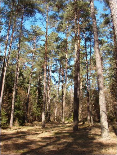  - В местечке . 