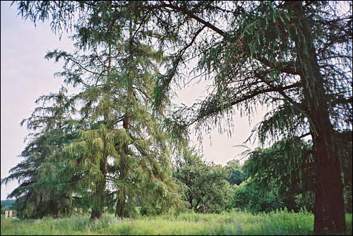 Torčycy. Manor park of the Rudzinski former Manor-place